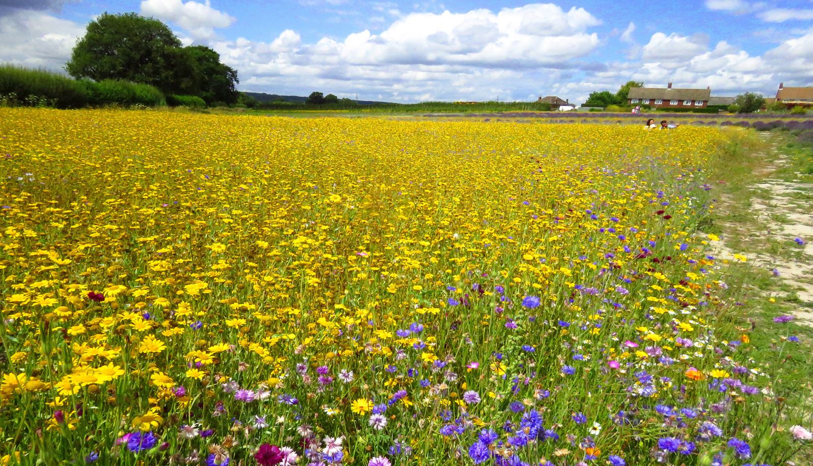 Fields of flowers at Selborne Lavender Farm